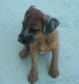 millypod1's tweet photo. TILLY &amp; DEXTER BOTH HOME SAFE. THANKS FOR RT's 😊🐕
MUM &amp; SON 
#Lost #ScanMe #BTPosse
Border Terrier Cross 
Barton Mills (nr The Chalk Quarry) #Suffolk #IP28

PLEASE SHARE 

#IP24 #IP27 #IP29 #IP31 #IP32 #IP33
https://t.co/sV0ALtF9LP …
https://t.co/xqEhMDeZc6 … https://t.co/d64wCj6NiE