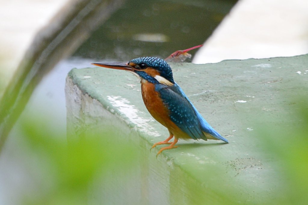 AjitJisl's tweet photo. Bird #Kingfisher is regular visitor at @JainIrrigation premises - Photos were captured at #Drip_system manufacturing facility.
#biodiversity
#WorldPhotographyDay https://t.co/bMlXqyWuGl