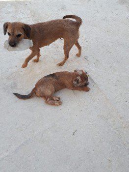 millypod1's tweet photo. TILLY &amp; DEXTER BOTH HOME SAFE. THANKS FOR RT's 😊🐕
MUM &amp; SON 
#Lost #ScanMe #BTPosse
Border Terrier Cross 
Barton Mills (nr The Chalk Quarry) #Suffolk #IP28

PLEASE SHARE 

#IP24 #IP27 #IP29 #IP31 #IP32 #IP33
https://t.co/sV0ALtF9LP …
https://t.co/xqEhMDeZc6 … https://t.co/d64wCj6NiE