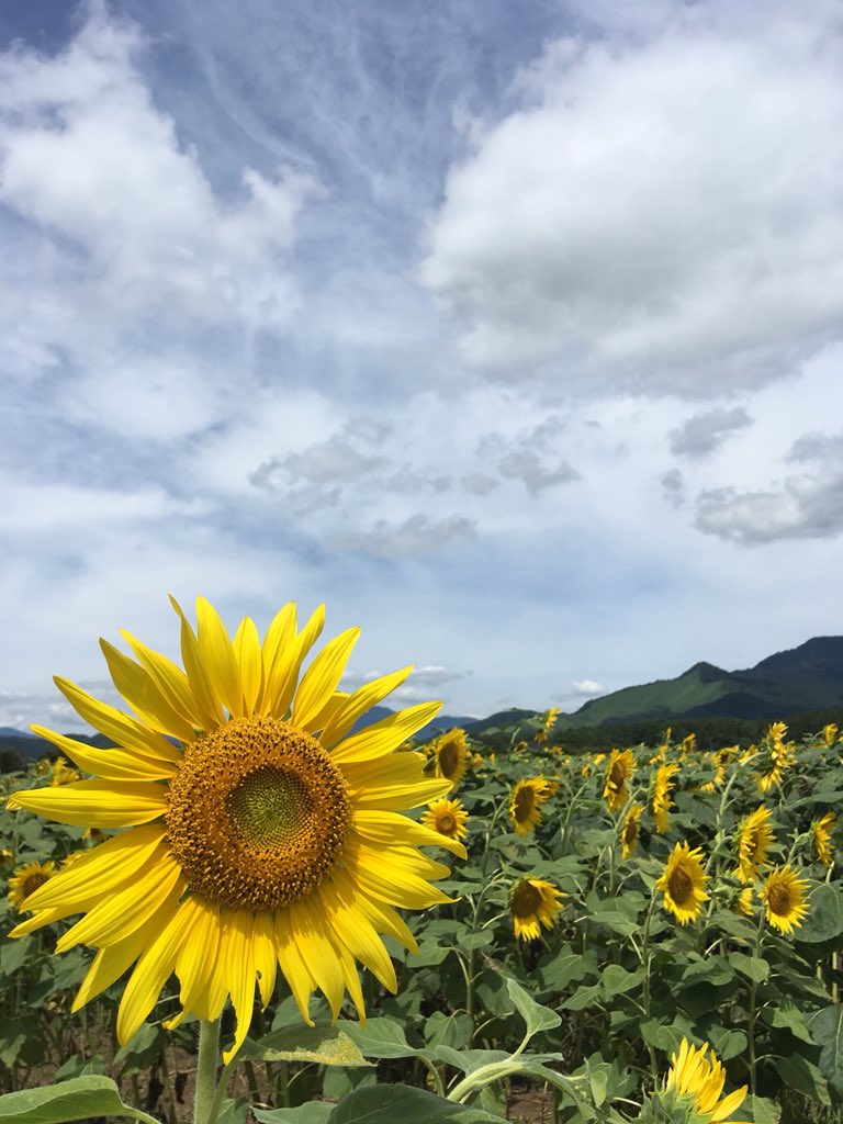 ひまわりガール