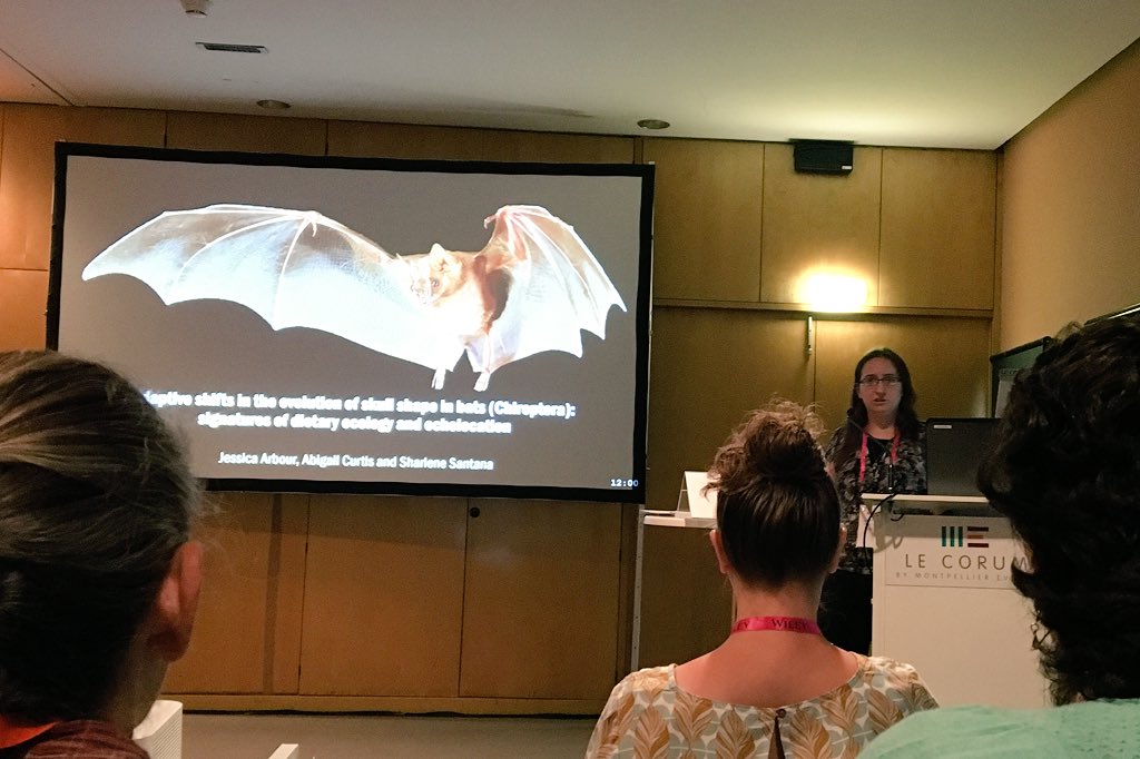 SESantanaM's tweet image. Kudos to lab postdoc @fountainscholar for a great presentation on the macroevolution of skull shape in bats! #evolution2018 #NSFfunded @Bats_Inside_Out @Micro_Photonics