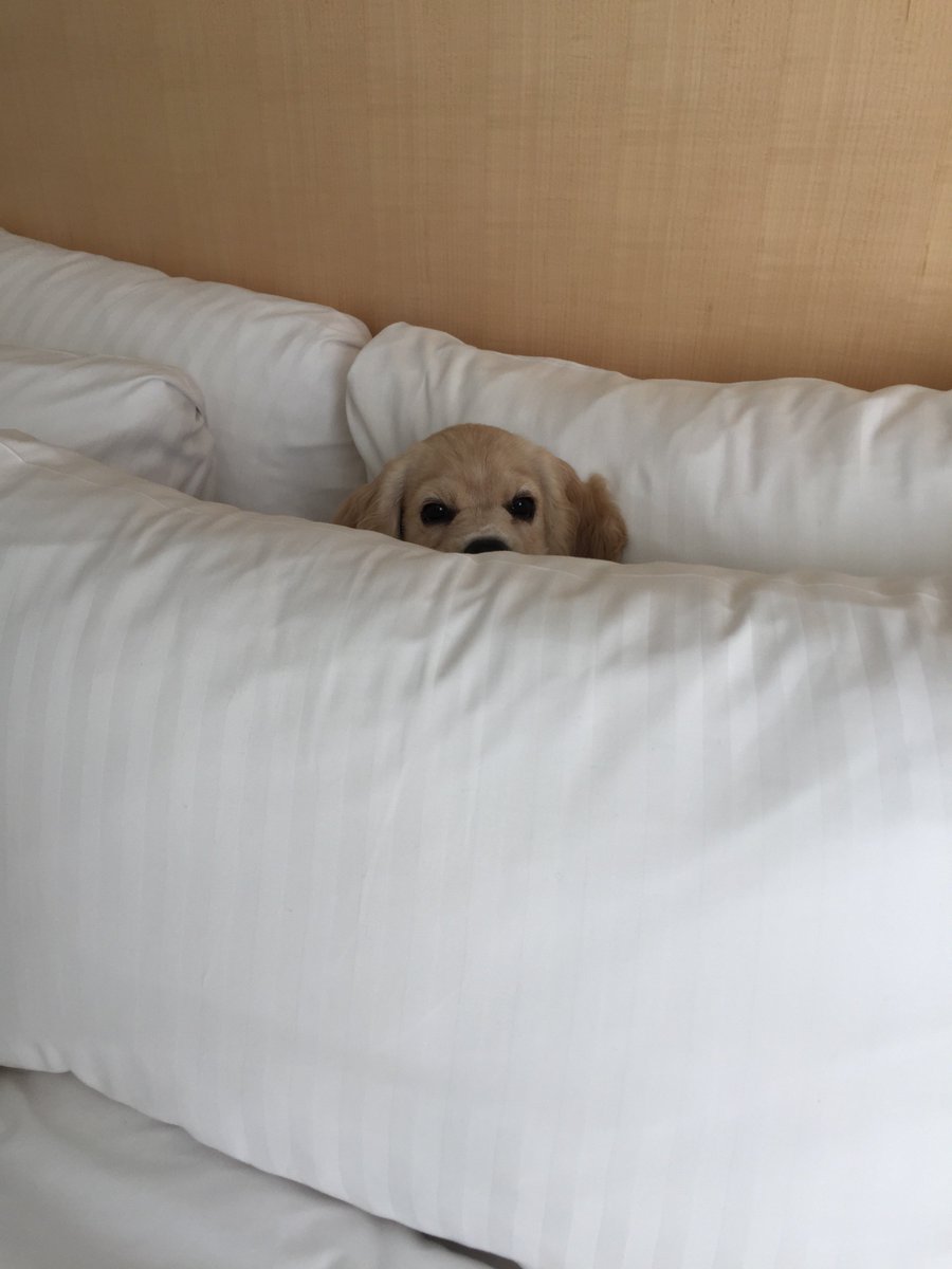 debraLmccabe's tweet photo. I have a new niece! Also a natural blond. #Stella #Pei #firstbeachever #puppyLOVE https://t.co/lPmU5xqPTi