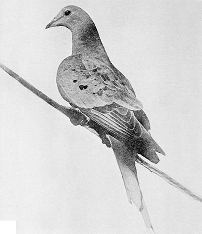 ABCbirds's tweet photo. This is Martha, the last Passenger Pigeon. Most of us never had the honor of seeing one, but Richard Fluke did. He knew Martha, and this is his story -- by author Thomas Pawlick. #stopextinction #savetheESA https://t.co/m26dyc9Xi0 https://t.co/FWJrhRreTd