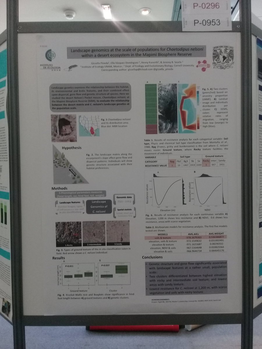If you want to know about #LandscapeGenomics of a #DesertMouse come to Level 3 Poster  #0296, I have nice results to show you!! #Evol2018 #Montpellier