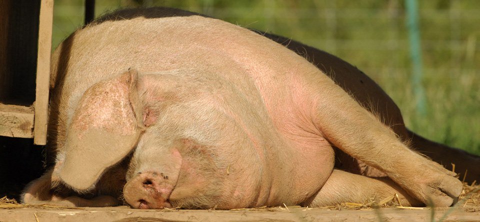 British Lop Pig tweet media