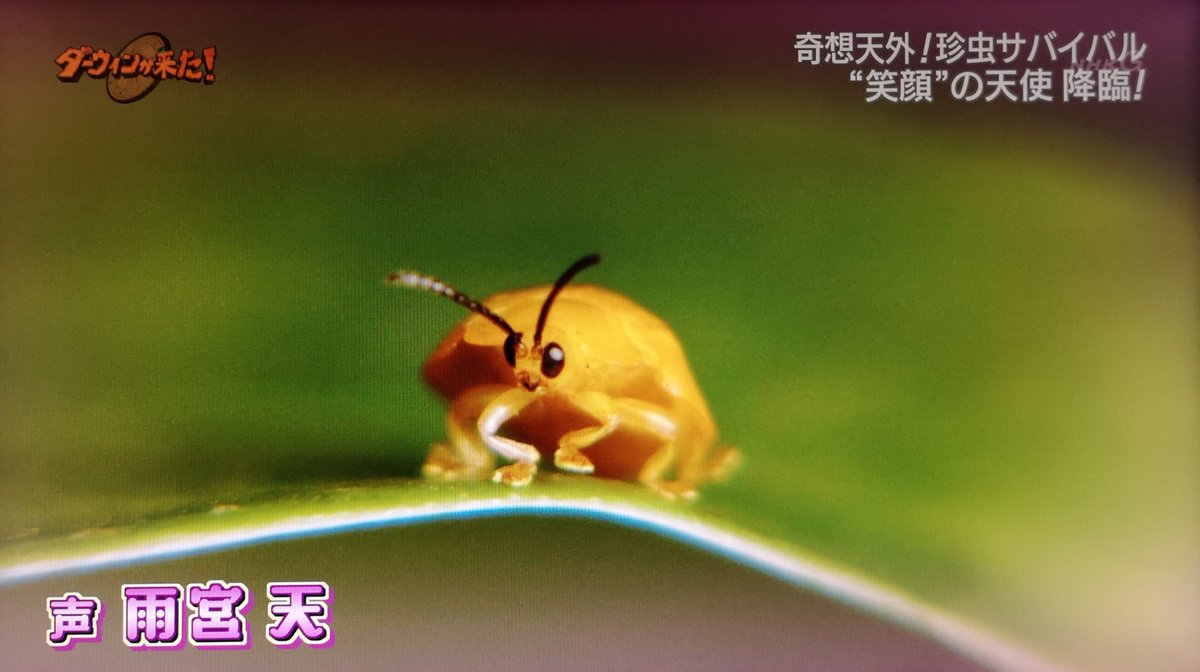 ダーウィンが来た! 音量上げて見てね NHKの「ダーウィンが来た」のシマフクロウ特番