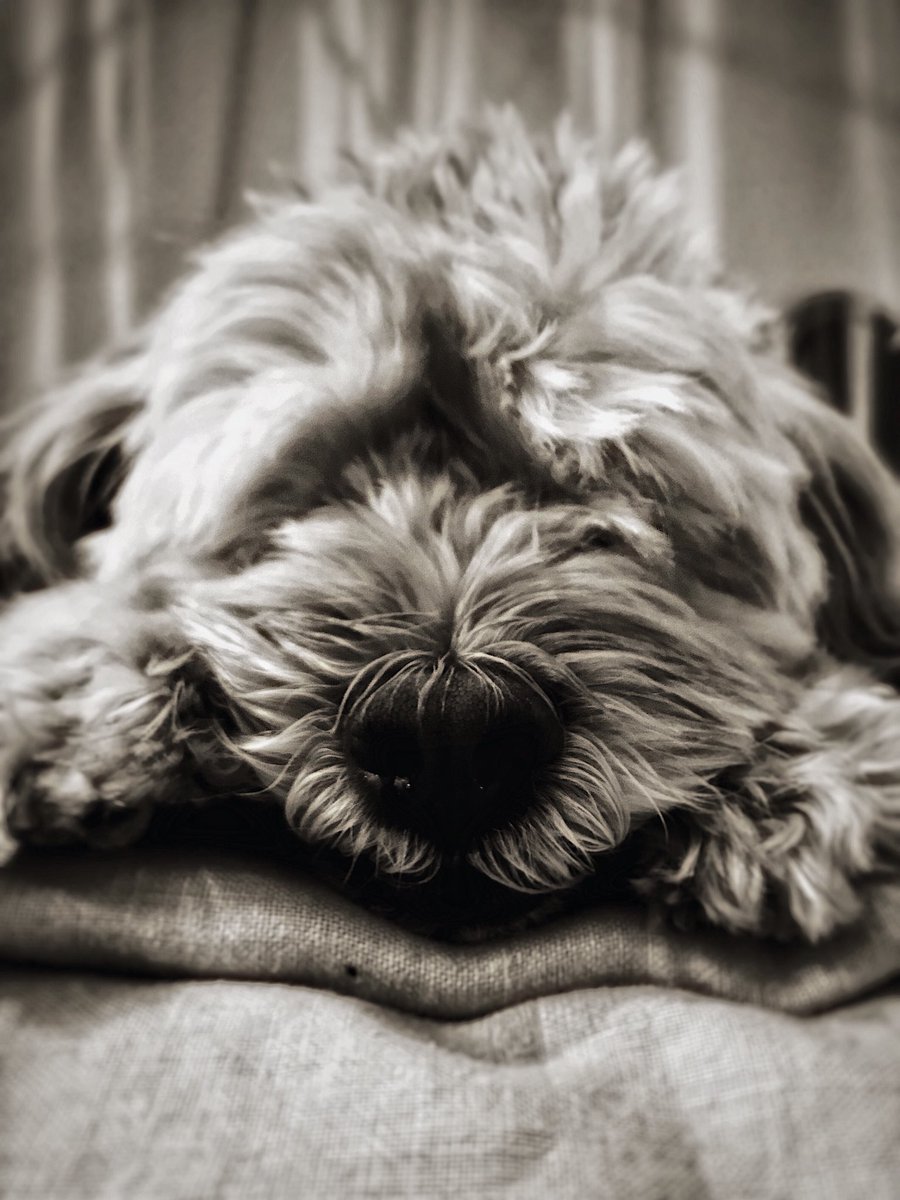 cgoucher's tweet image. Sunday chillin. 
#jpsunday

#barkpost #doggylove #cutedogs #pawsome #dogselfie 
#carveouttimeforart #lifeofanartist #pursuepretty #thenativecreative #createeveryday #makersmovement #doitfortheprocess #sparkle #createhappymoments #jp #inloveandhappy