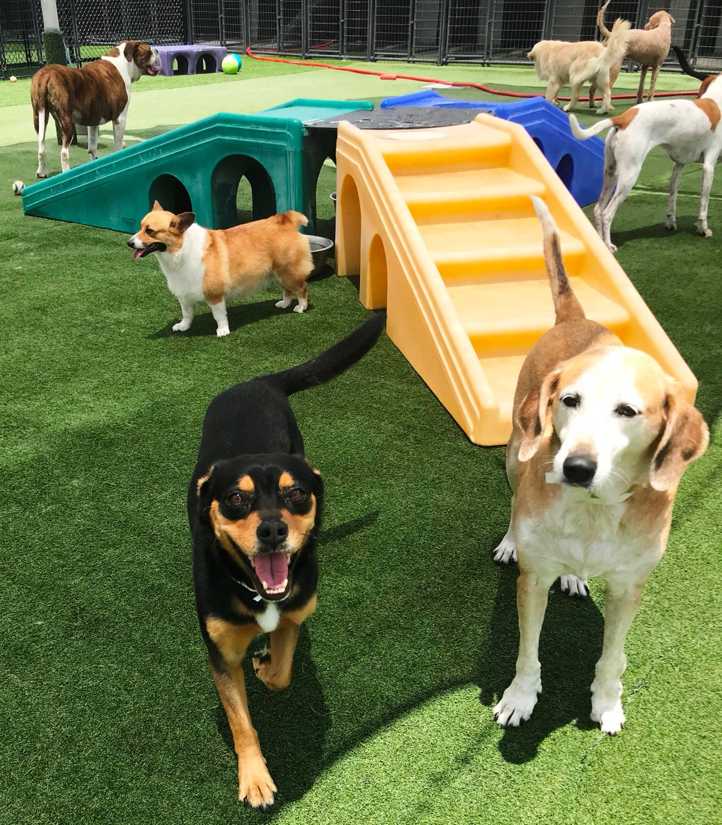 PPRUniversity's tweet image. It's a good day! #TuesdayThoughts #happy #playtime