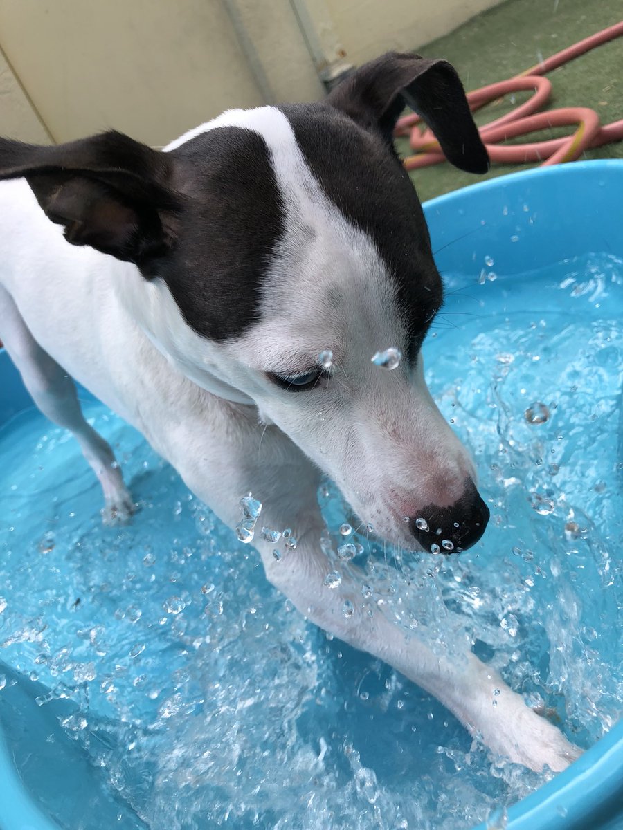 PPRNaples's tweet photo. Here’s Tyson sending everyone a friendly reminder to make your reservations for Labor Day before we’re booked! #labordayreminder #foxterrier #pool #funinthesun #petparadisenaples #petparadiseresort https://t.co/qj4WMOshM8