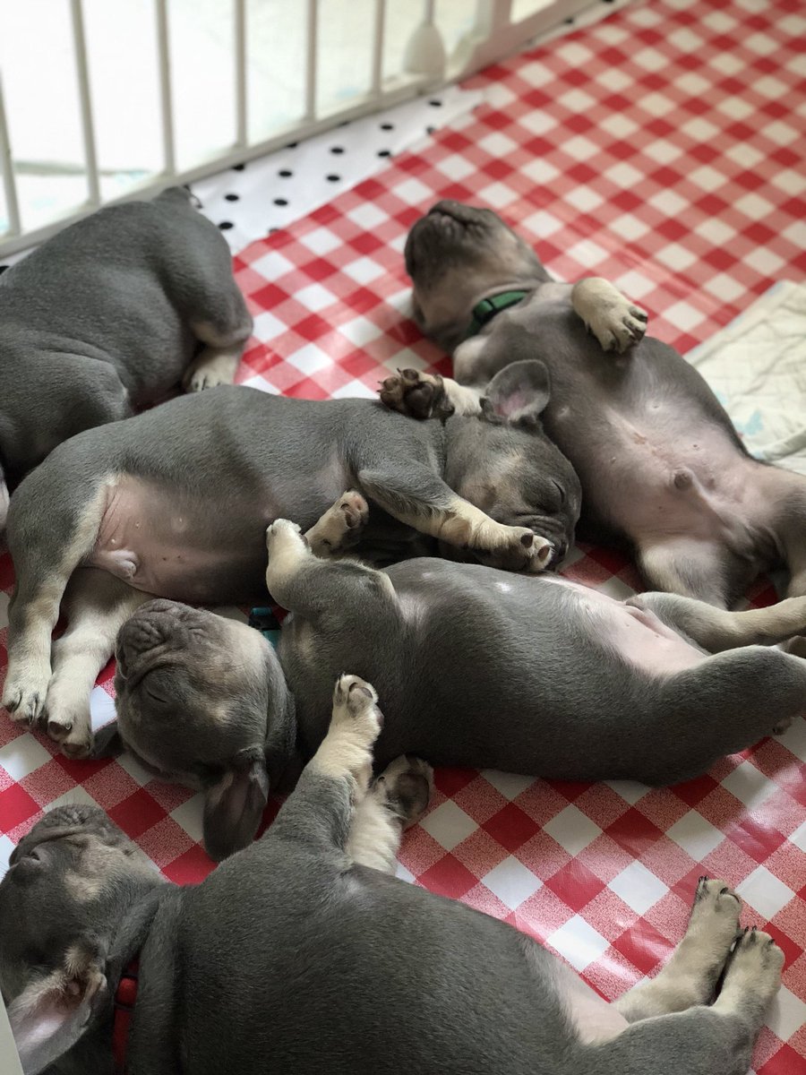 greensheet puppies for sale