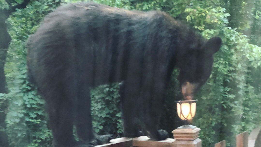 MaggieeeDoodles's tweet photo. Bears, Babes &amp; Bachelorette🥂 a furry friend decided to join the bachelorette weekend celebration 

@clarksvillenow https://t.co/hTaclIamWH