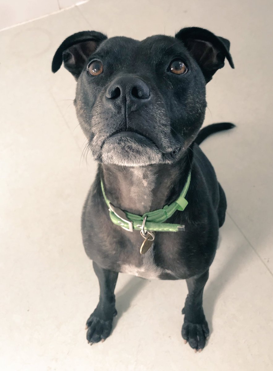 Today mum met Riley a long stay Staffie looking for his forever home at <a href="/cotsdogscats/">CDCH</a> in Gloucestershire. Mum says he was so loving.  Please retweet to help Riley find his forever home.  Please see this link for full details cotswoldsdogsandcatshome.org.uk/riley 🐾🐾