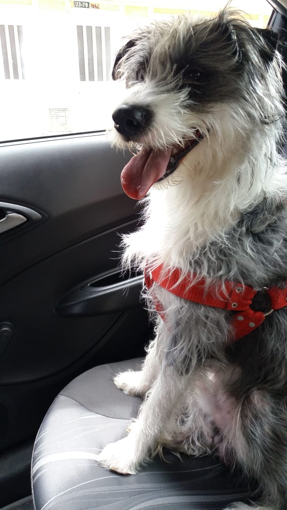 Fredobarbosa's tweet photo. #DoggyLove Oreo Patrick momocho https://t.co/NgK7hTjcHK
