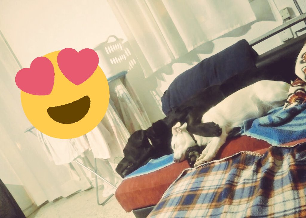 Menxuuuuuu's tweet photo. Que conste que los #ScoutsNoAbandonan ni aunque tengan sueño @scout_es  @royalcanin_es https://t.co/ovNm5XM2Xq