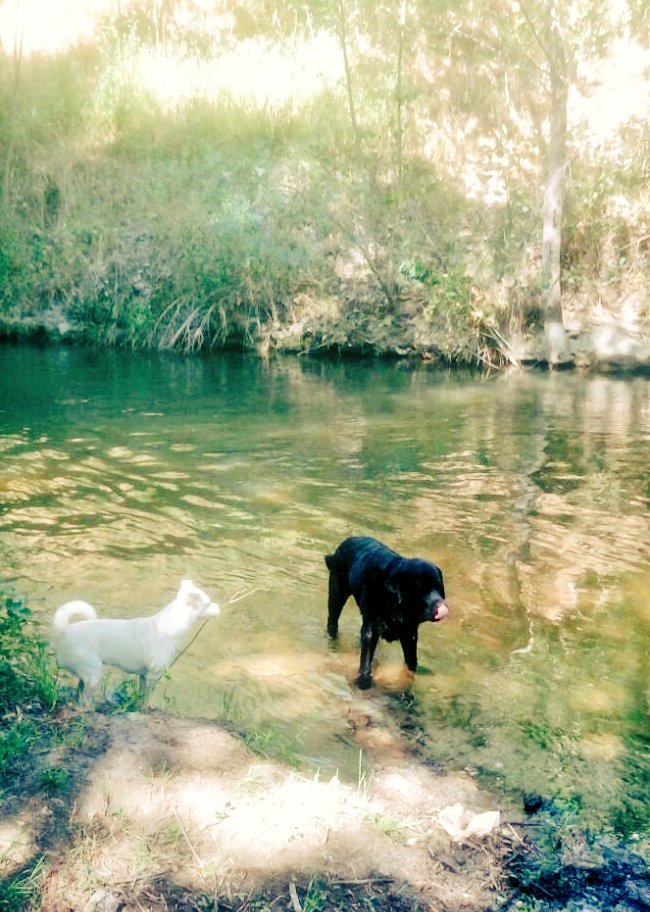 Menxuuuuuu's tweet photo. Cruzaremos juntos el yo porque los #ScoutsNoAbandonan @scout_es @RoyalCanin @RoyalCanin_Es https://t.co/YQwyND02NC