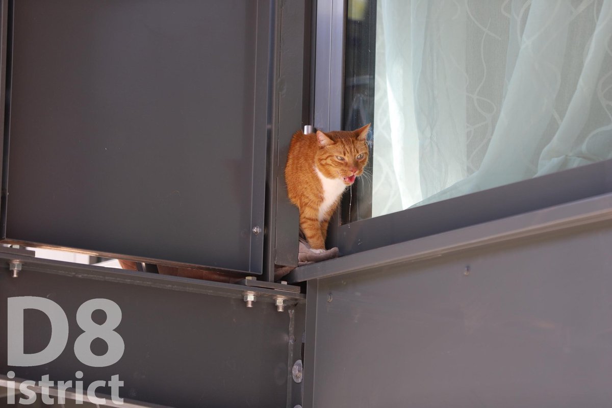 RedactieD8's tweet photo. Een kat in problemen op de #MartinusNijhofflaan in #Delft. Brandweer deed een reddingspoging, maar kat bleek niet vast te zitten. Dierenambulance is ter plaatse. Vanwege de extreme hitte zal de dierenambulance de kat meenemen naar hun depot. De eigenaar kan de kat daar ophalen. https://t.co/n2Bx9kXdhX