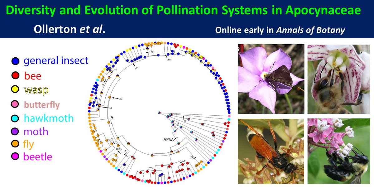 Jeff Karron (@pollinatorcons) on Twitter photo New paper by <a href="/JeffOllerton/">Prof. Jeff Ollerton - @JeffOllerton@ecoevo.social</a> et al provides an unparalleled description of #pollination systems #diversity in a large plant family. Nicely highlights evolutionary transitions amongst #pollinator classes
doi.org/10.1093/aob/mc…
#phylogeny #biogeography #fly @botanyone #Apocynaceae New paper by <a href="/JeffOllerton/">Prof. Jeff Ollerton - @JeffOllerton@ecoevo.social</a> et al provides an unparalleled description of #pollination systems #diversity in a large plant family. Nicely highlights evolutionary transitions amongst #pollinator classes
doi.org/10.1093/aob/mc…
#phylogeny #biogeography #fly @botanyone #Apocynaceae