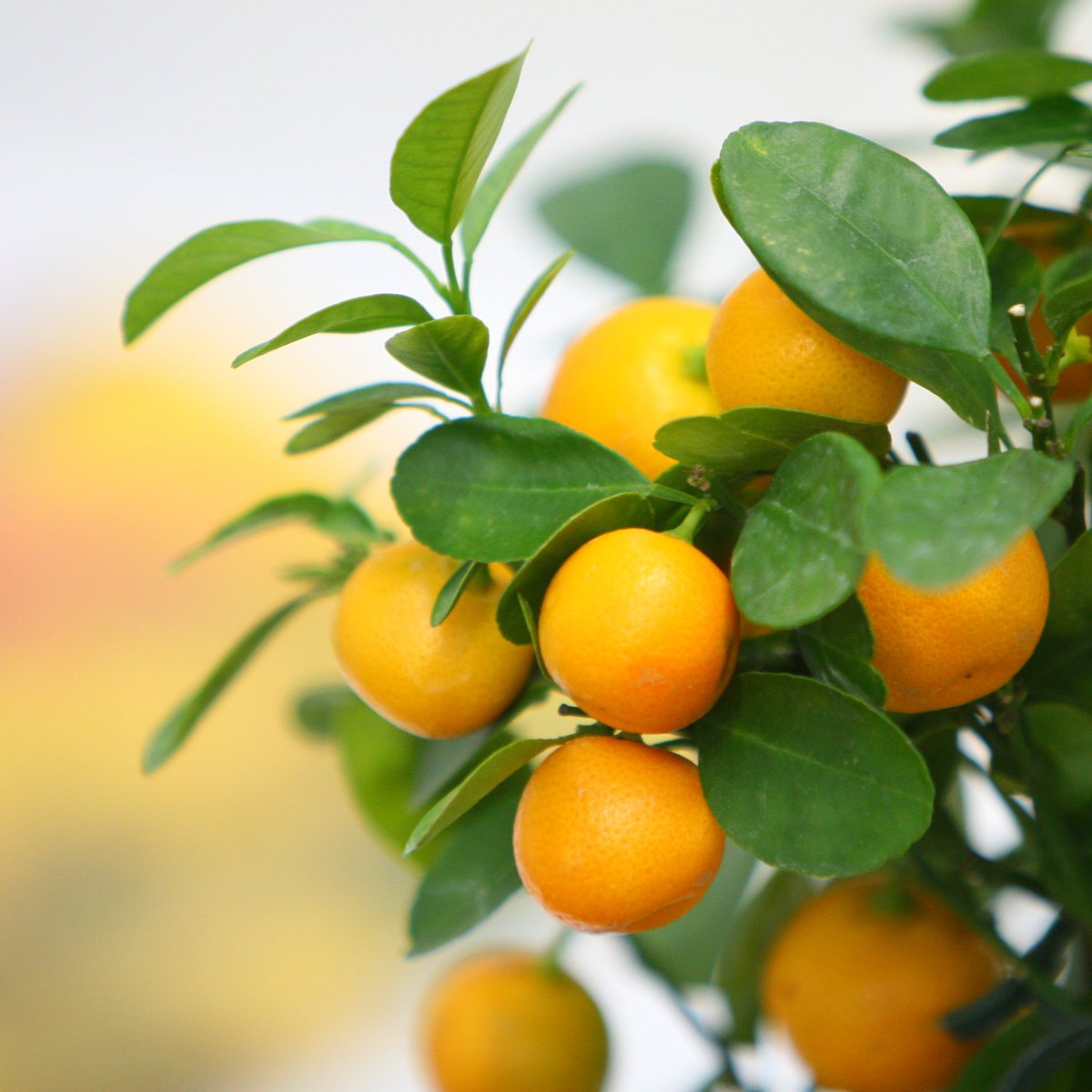 FChoiceEU's tweet photo. Haal de #Mediterranee in huis! https://t.co/c5ConQ6vxe 
#olijf #citrus #middelandsezee #Mediterranean https://t.co/hPHWJtQYPa