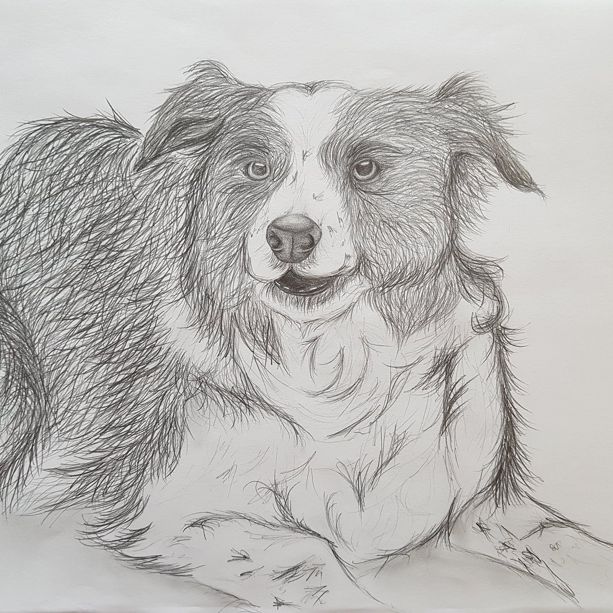 SarahC_Artist's tweet photo. Finished #portrait #art #Cumbria #drawing #ArtistOnTwitter #pencil #portraits #pets #petportrait #dogsoftwitter #bordercollie #commissions https://t.co/ge34xOfFJk