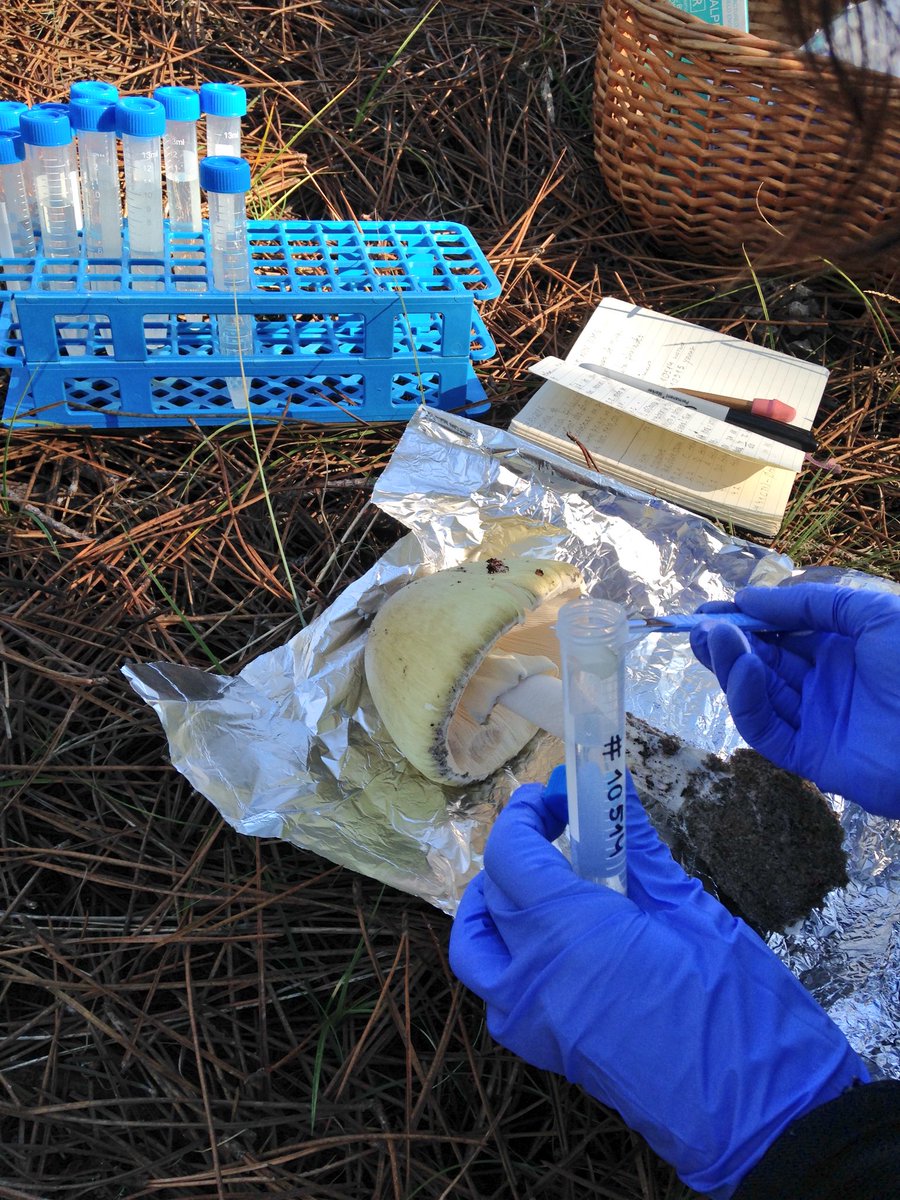 cfe_mycolab's tweet photo. @TheLabArtist I am interested to know what might turn an exotic ectomycorrhizal fungus into a successful using the death cap as a model system. In this other #fielwork occasion I am taking a sample for molecular work. #PringleLab https://t.co/IMvxcFtJLi