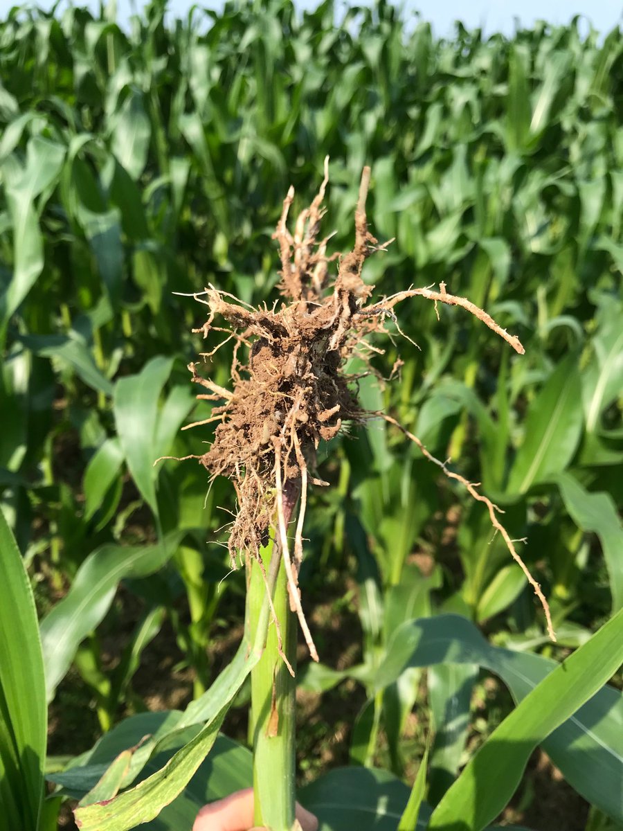Wet spring is making more side wall compaction thats for sure . If the crop looks iffy on top, dig er up and see what the feet look like