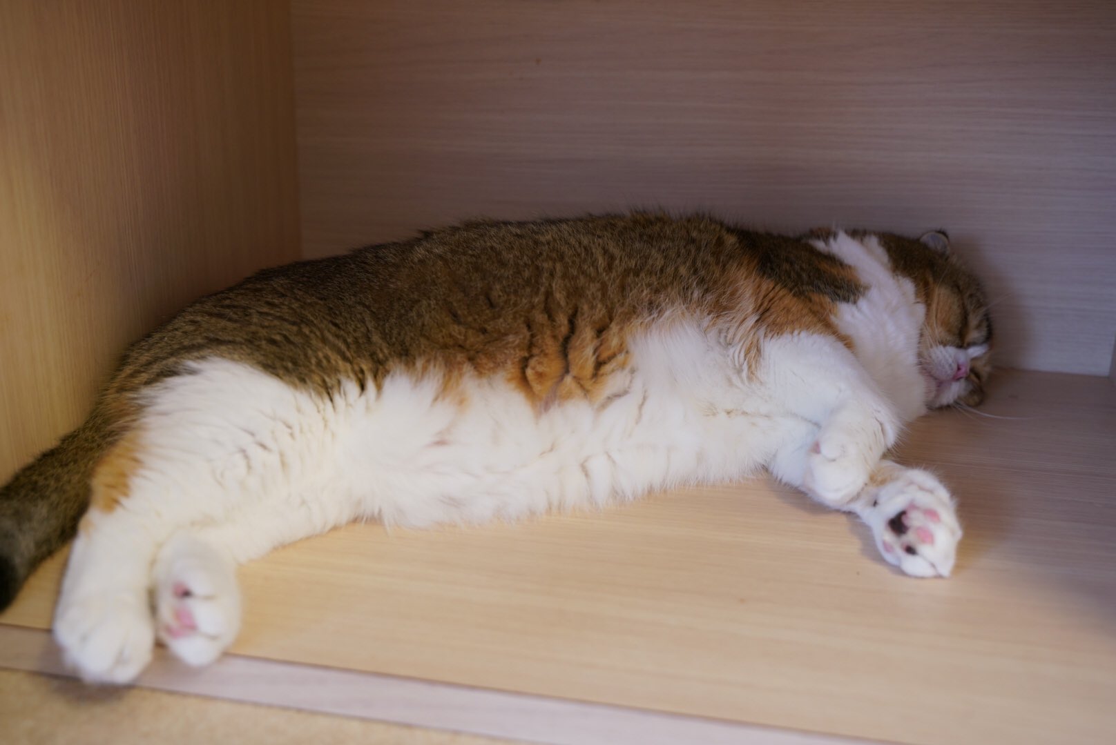 猫カフェバロン Twitter Search Twitter