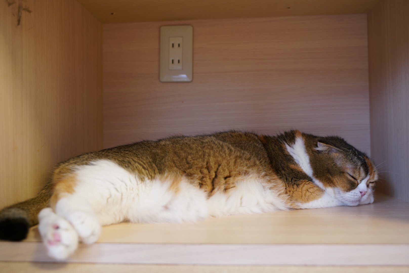 猫カフェバロン Twitter Search Twitter