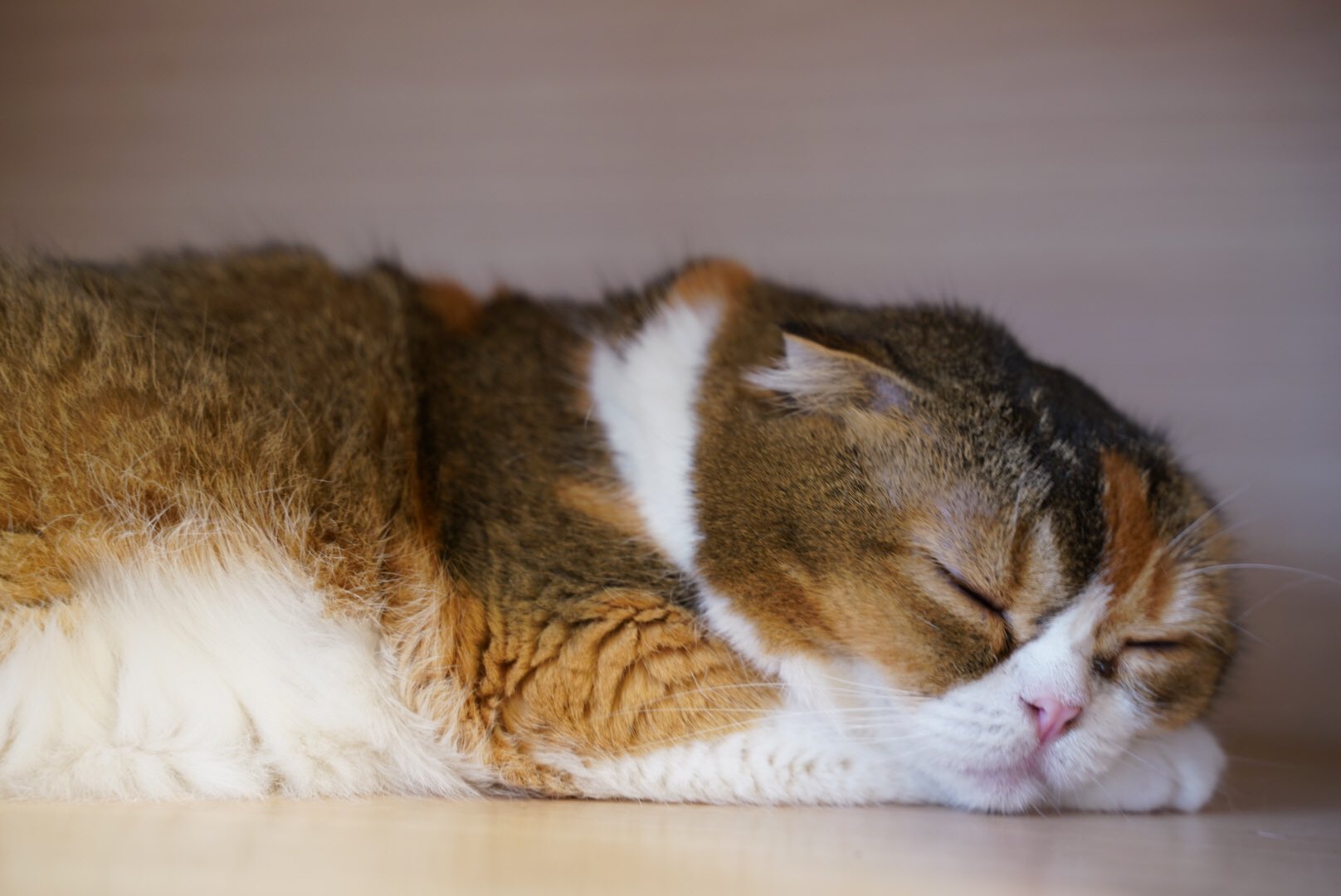 猫カフェバロン Twitter Search Twitter