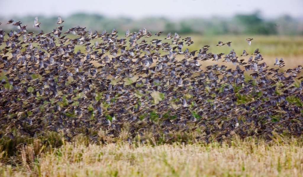 ParcDiawling's tweet photo. Une biodiversité protégée, des ressources restaurées
Août à mars de nombreux oiseaux (échassiers, canards, oies, limicoles) ainsi que de nombreux mammifères sont accueillie au PND. Cette biodiversité est protégée,suivie afin d’assurer un bon équilibre entre la nature et l’homme. https://t.co/xrVChGAKnQ