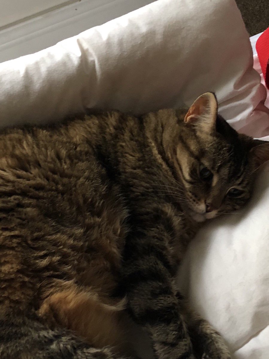 maxamilli's tweet image. once the edibles hit