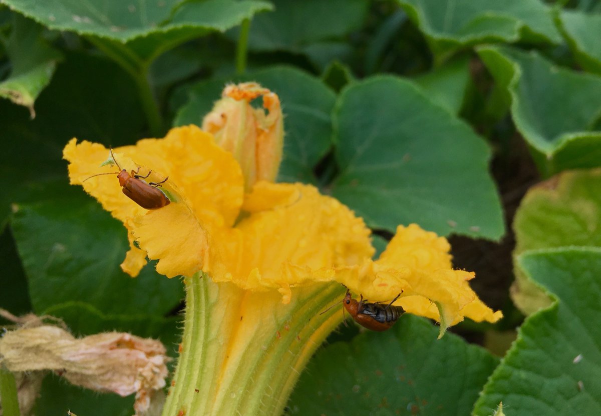 かぼちゃの花