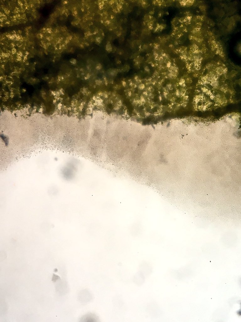 rodrigobonofre's tweet photo. Helping in the disease clinic! #Sample1 Bacterial spot on pepper seedlings 🌶 caused by Xanthomonas euvesicatoria. On tomato 🍅 bacterial spot can be caused by four species: X. euvesicatoria, X. peforans, X. gardneri and X. vesicatoria. @UFGulfCoastREC https://t.co/yD5tF9GlqT