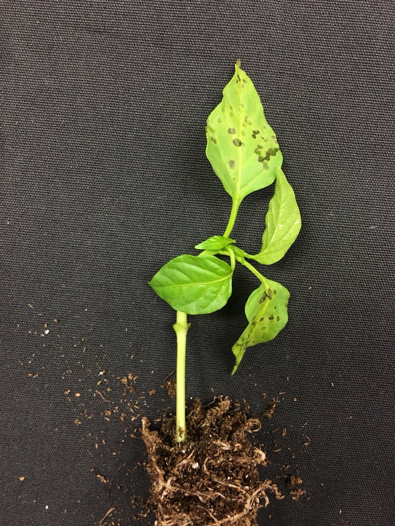 rodrigobonofre's tweet photo. Helping in the disease clinic! #Sample1 Bacterial spot on pepper seedlings 🌶 caused by Xanthomonas euvesicatoria. On tomato 🍅 bacterial spot can be caused by four species: X. euvesicatoria, X. peforans, X. gardneri and X. vesicatoria. @UFGulfCoastREC https://t.co/yD5tF9GlqT