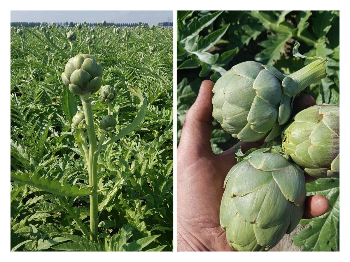 VroegopWindig's tweet photo. Wij hebben deze prachtige foto's van onze teler ontvangen die de artisjokken in Noord-Holland teelt. Uiteraard hebben wij deze delicatesse van eigen bodem ook in het assortiment. Tip: artisjokken combineren goed met knoflook, olijfolie, citroen en een pittig pepertje. https://t.co/8z0rEiV9yG