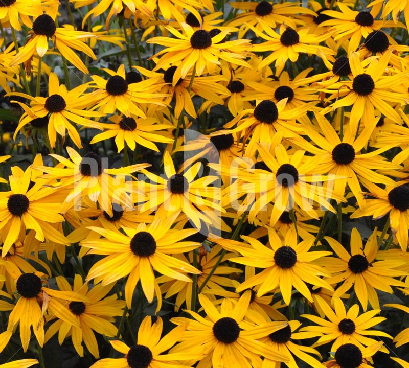 Momenteel vollop in bloei, de Rudbeckia fulgida 'Goldsturm' plantengrow.nl/rudbeckia/rudb…