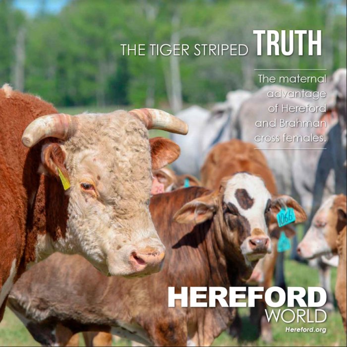 americanherf's tweet image. The Tiger Striped Truth: The maternal advantage of the Hereford and Brahman cross female. This F1 cross has been making an impact in the southeast for quite some time now. Read more about it in the latest Hereford World. ow.ly/x8mz50iaK20
