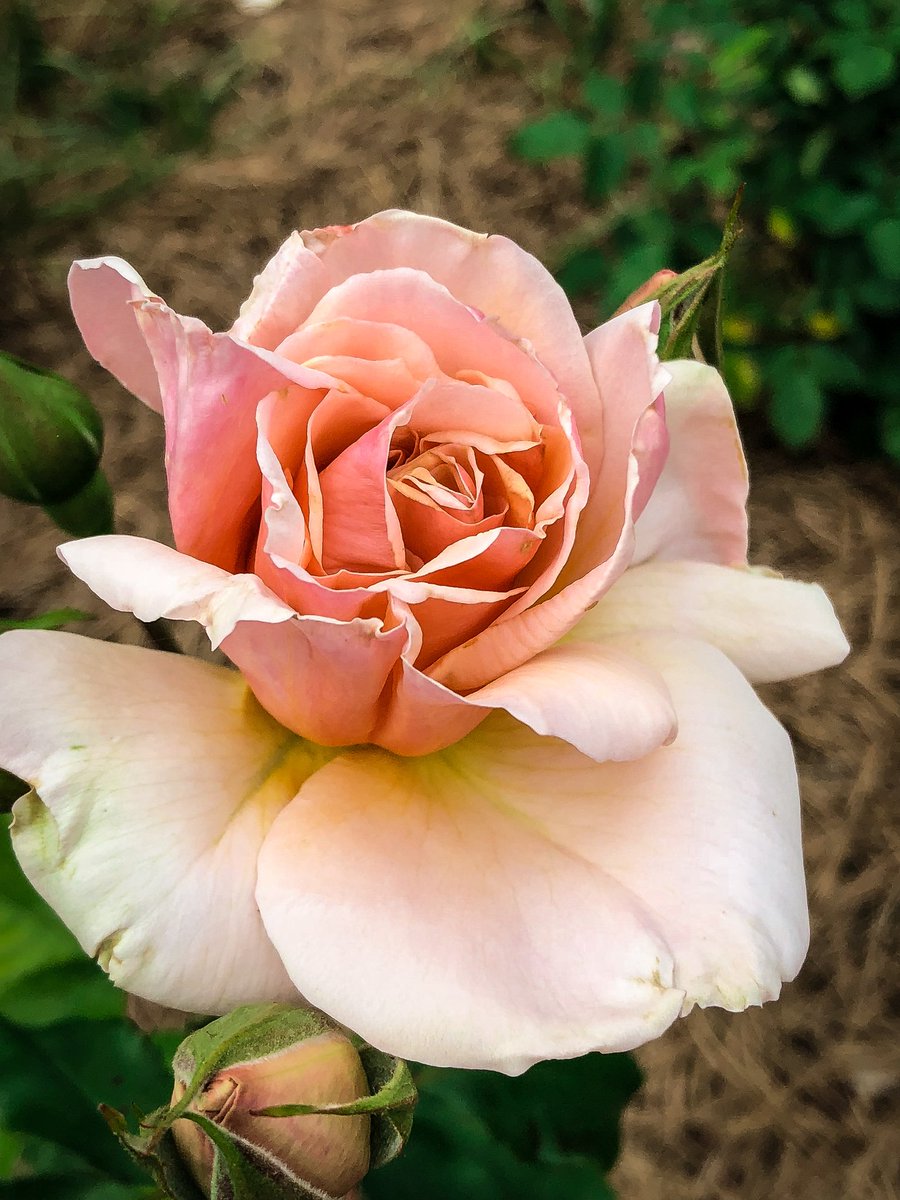 AmericanRoseSoc's tweet photo. Rosarians know that a garden has its best days and also days when elements get the best of the garden... 
#KeepCalmAndGardenOn #ProgressNotPerfection #SomethingsAlwaysGrowing #StayCool #StayHydrated #RoseFriends 🌹🌹🌹 https://t.co/r8JpdIYnZq