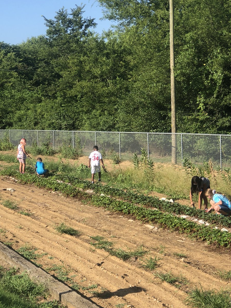 This morning our 5th graders put in some hard work in the STEM Ag Center watering and weeding strawberries and bagging shavings for the chicken coop. @WeAreUnionSTEM #AgSTEMclub