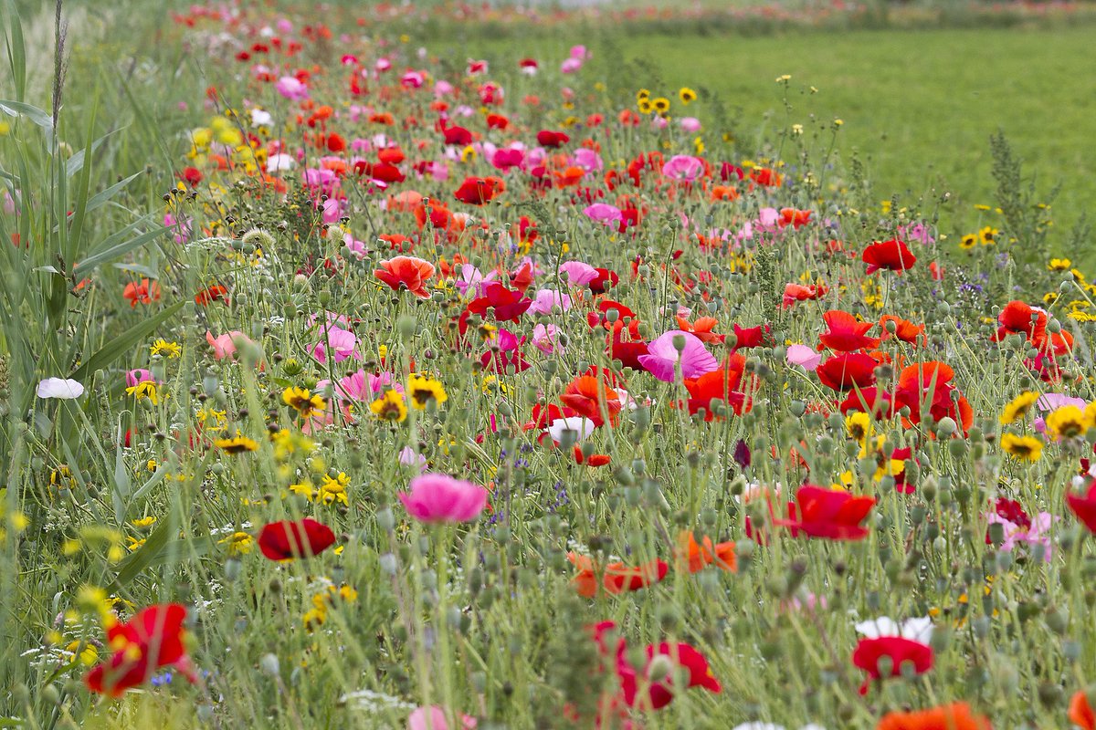 Veel akkerranden &amp; bermen #Bronckhorst in voorjaar ingezaaid &amp; zorgen nu voor nuttige insecten &amp; wilde bloemen in landschap. Met speciale faunabloemen helpen we de patrijs. Ook in uw buurt met dorpsgenoten project starten voor meer biodiversiteit? Zie hier bit.ly/2vIMmHv