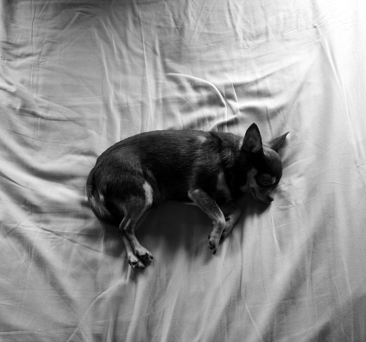 Composing_Light's tweet image. #Blackandwhitephotos #blackandwhite #blackandwhitephoto #monochromephotography #photography #Dog #photo