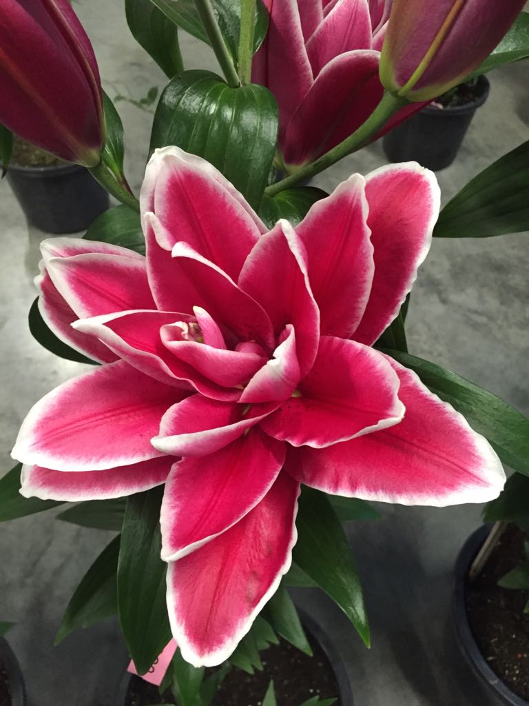 Van den Bos is one of the proud sellers of Roselily bulbs. This beautiful products deserves its own platform, so it has a special website now. #www.roselily.com