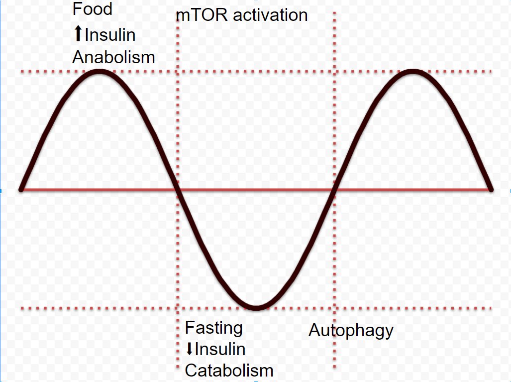 Mangan150's tweet photo. Body rhythm is like a sine wave.

Daily variations in insulin, mTOR, anabolism/catabolism.

Largely driven by food/fasting.

A flattening of the wave leads to ill heath and aging. https://t.co/7ITRQHZ2Mj