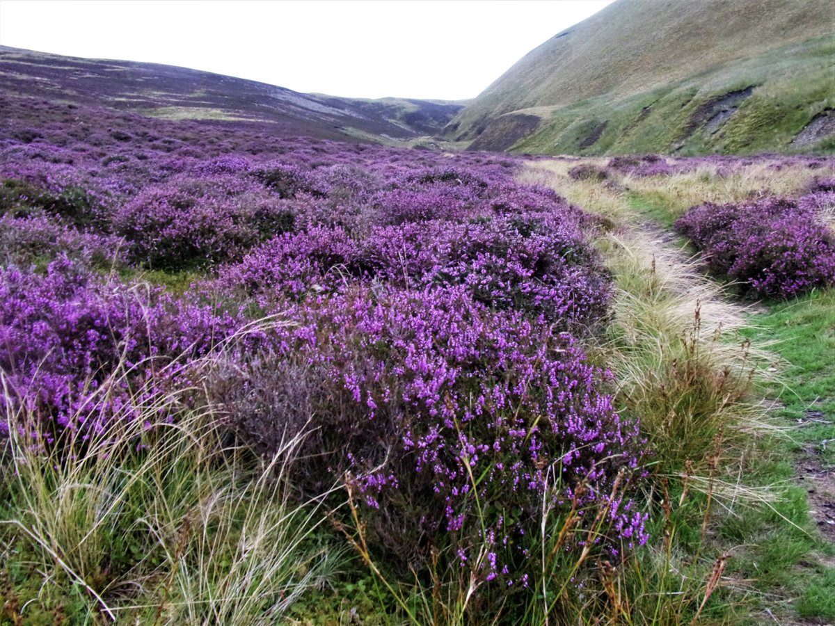 StanLeigh18's tweet photo. @glocky9 @keswickbootco @Wainwright_Pub @CumbriaWeather #UldaleCommon &amp; #DashValley - Part 1 of a walk to #Knott &amp; #GreatScaFell via #BrockleCrag &amp; #HauseGill https://t.co/z48JtWhZUG