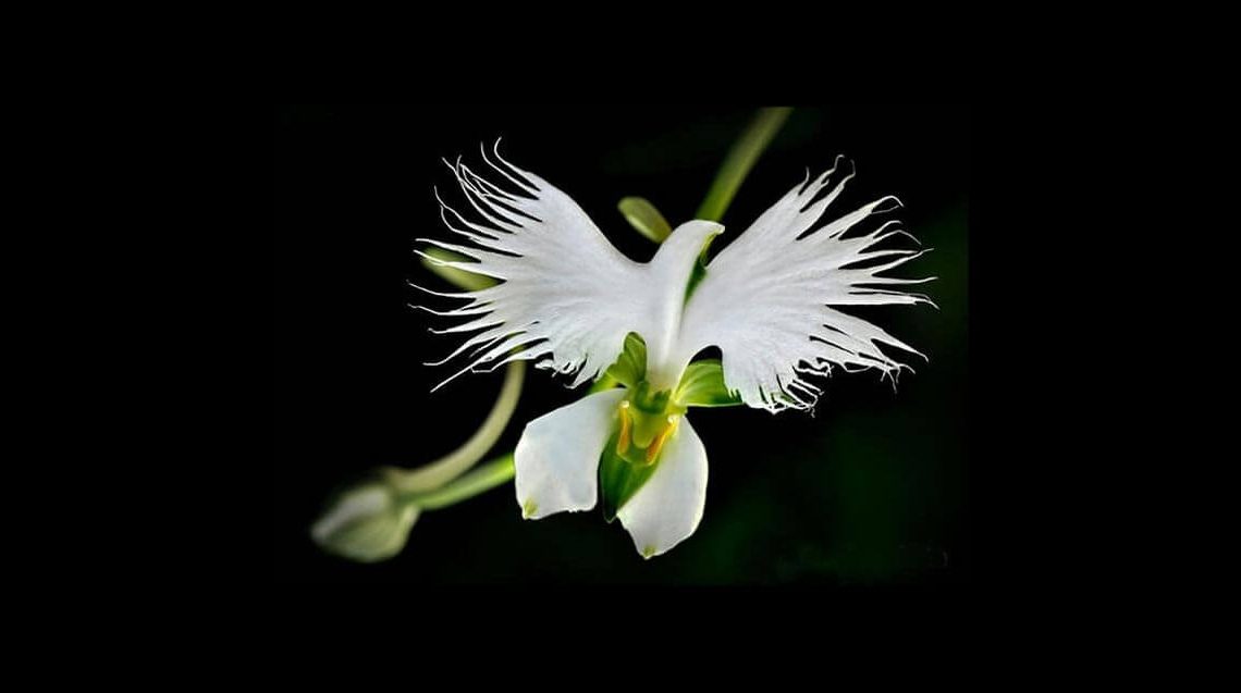 17 blommor som ser ut som något annat skrolla.se/wtf/17-blommor…