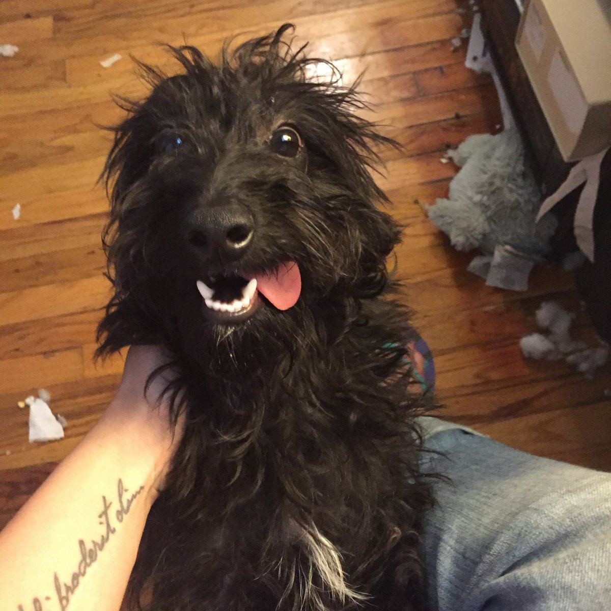 scottie dachshund mix