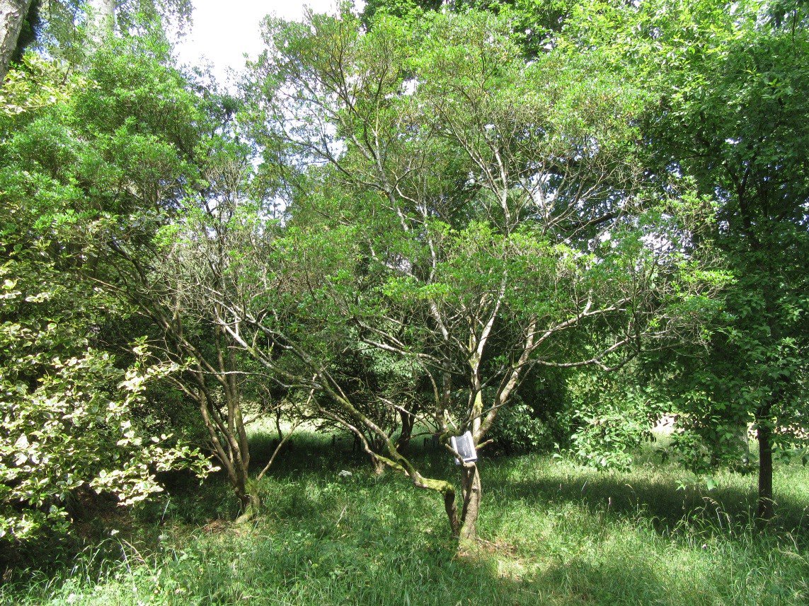 ForestryEngland's tweet photo. Our colleagues at @ForestryComm are asking forestry professionals to be vigilant for signs of ash dieback and report suspected sightings throughTree Alert ➡️ https://t.co/EB8Rmana1H #TreeHealthNews https://t.co/jZUtQw85ly