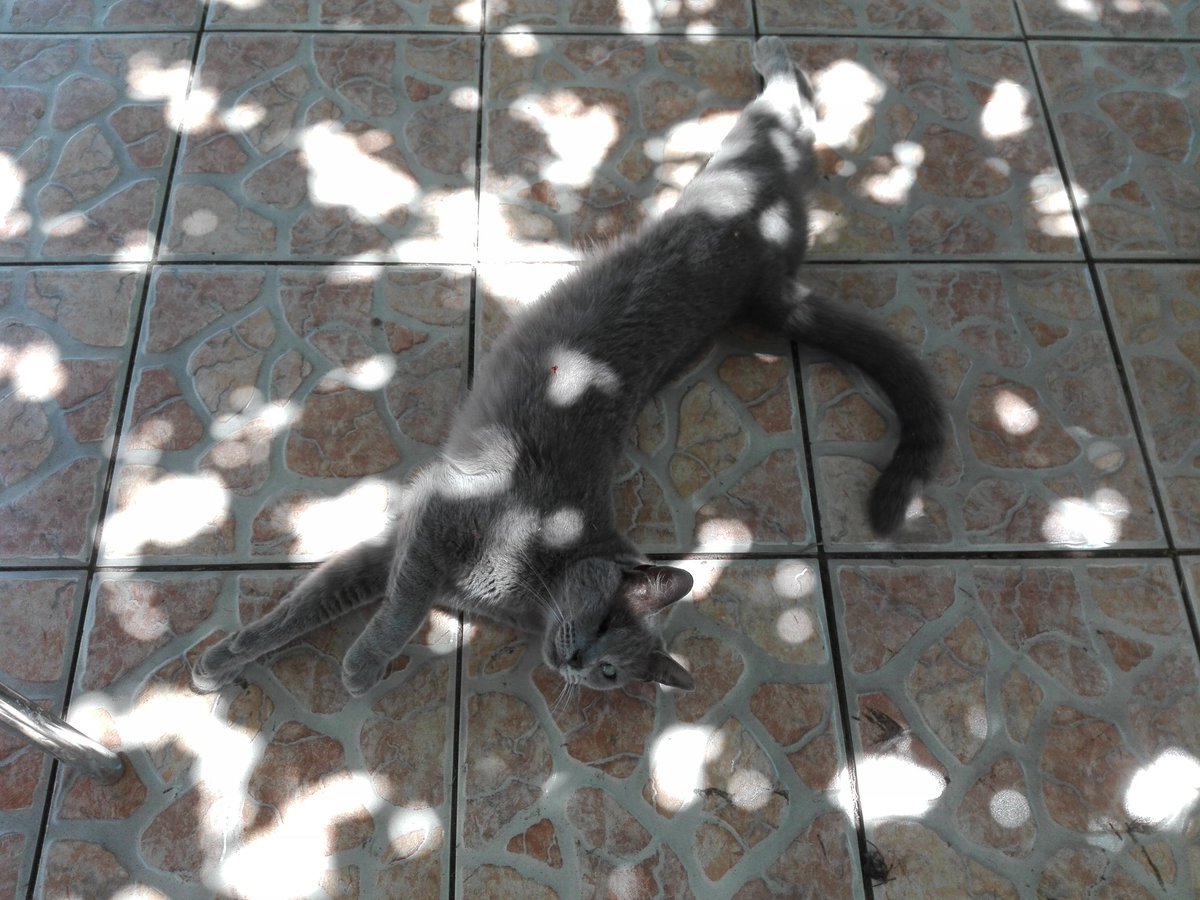 ManosChilotas tweet media