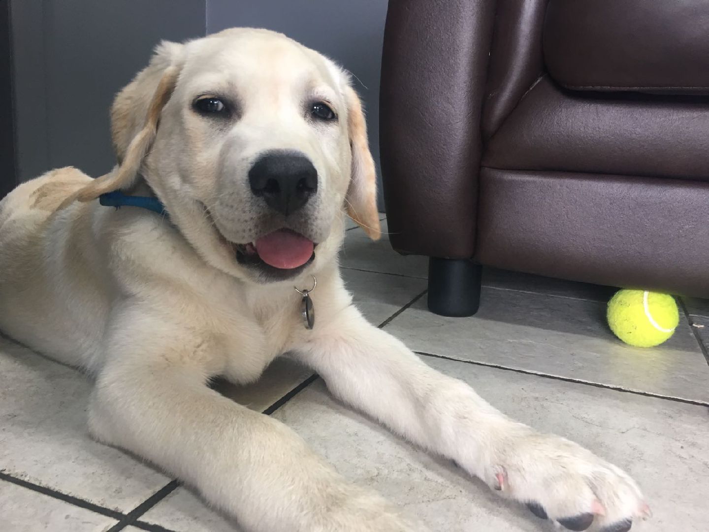 River Dogs on Twitter "Ladies and Gentlemen, we’d like to give a huge