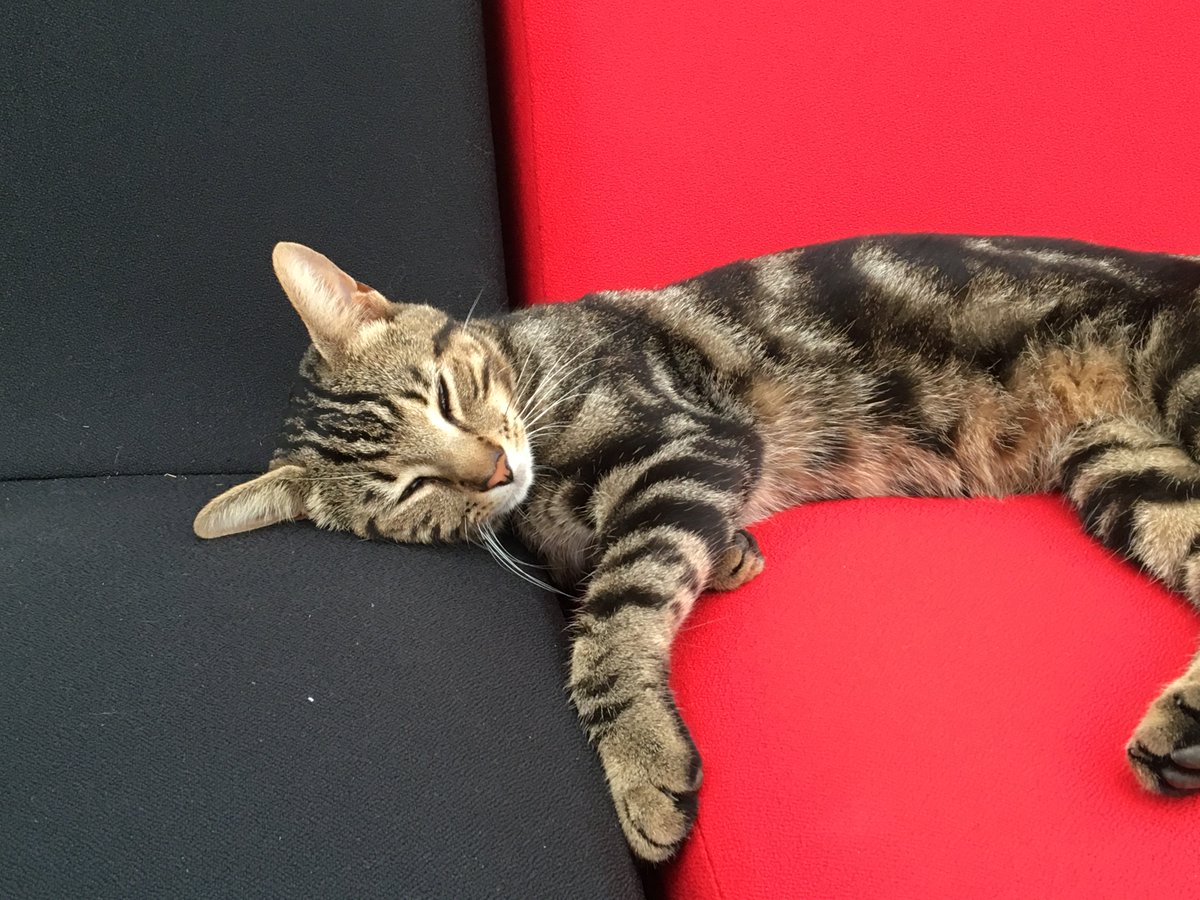 Mae Gwern y Gath Gwerin yn cysgu'n braf yn y Bwthyn 💤☀️ #steddfod2018 #gwerin #gwernygathgwerin 🎶