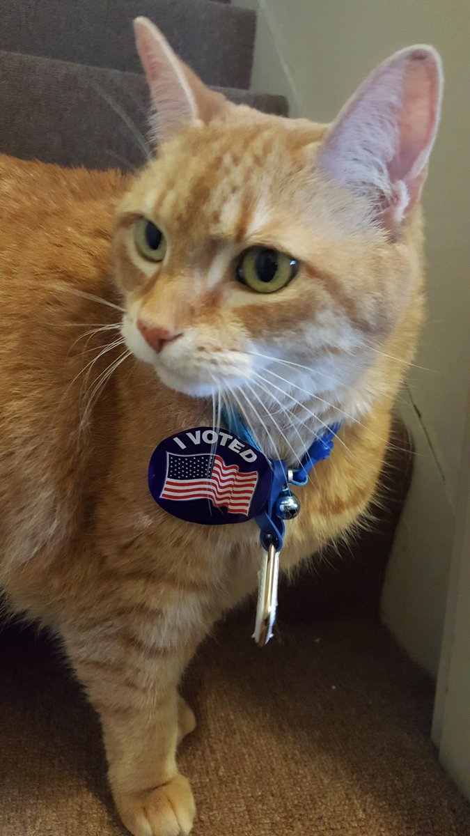 It's #VotingDay! Zoe the #PawClerk says exercise your "cat-stitutional" right to vote and get to the polls! Check out the Michigan Secretary of State's Office site to view your ballot in advance: webapps.sos.state.mi.us/MVIC/SelectPub… #migovvotes #LawCat #vote #election